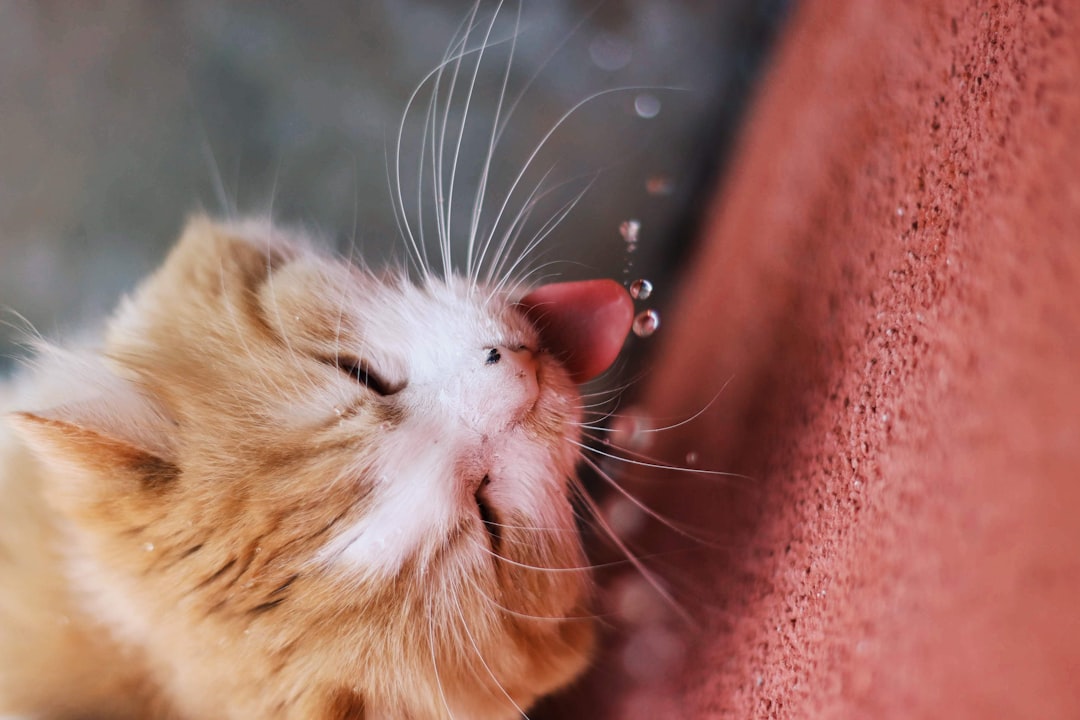 Beyond the Basic Bowl: Why Smart Pet Hydration is a Game Changer for Pet Parents